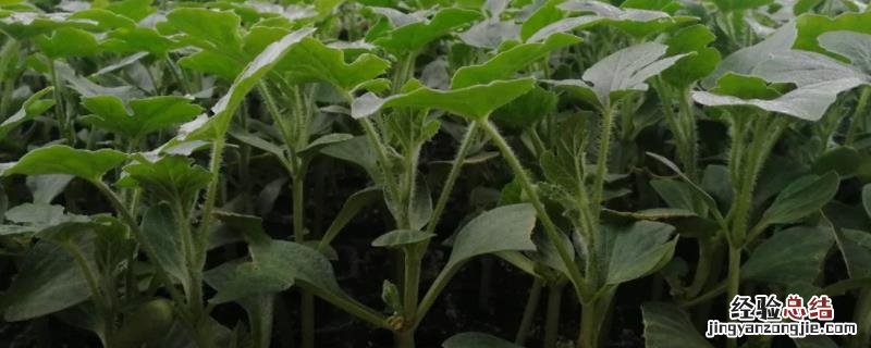 西瓜嫁接育苗主要是预防,宜选用什么作砧木