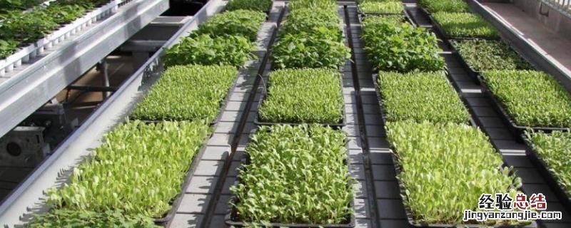 大棚育苗管理的关键技术是,洋葱苗冬天在地里会冻死吗