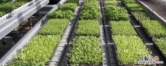 大棚育苗管理的关键技术是，洋葱苗冬天在地里会冻死吗