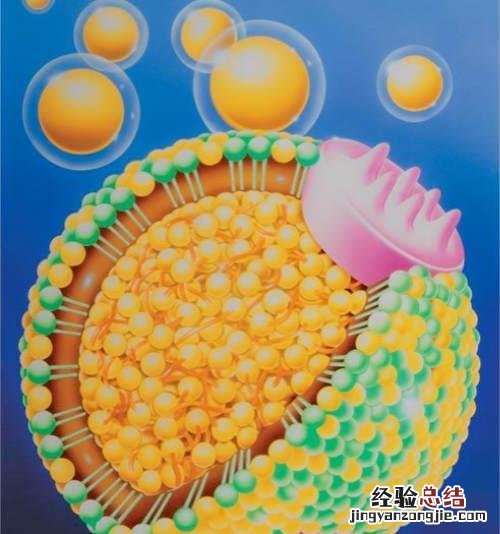 低密度脂蛋白 低密度脂蛋白偏低是什么意思