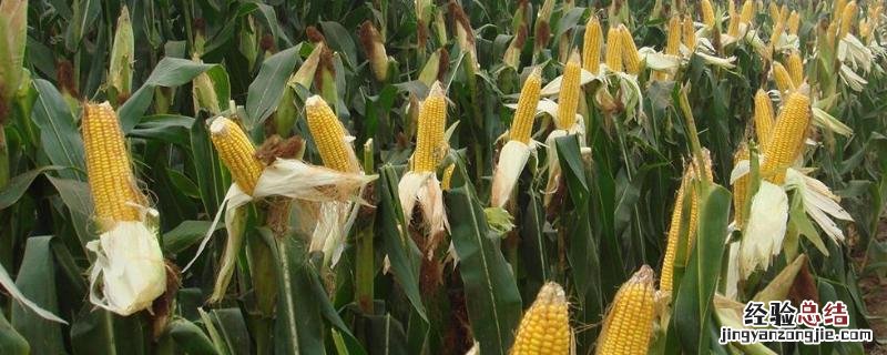 迪卡653产量 迪卡653多少天成熟,附简介