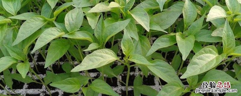育苗盘育苗技术方法,育苗盘怎么使用