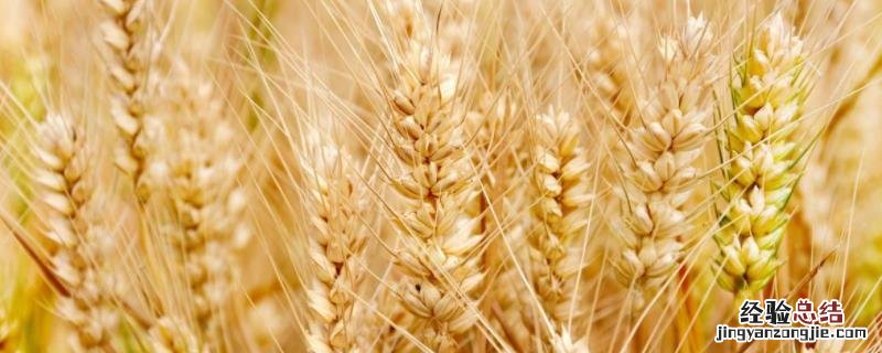 烟农1212亩用种量，附品种介绍 烟农1212每亩播种量多少