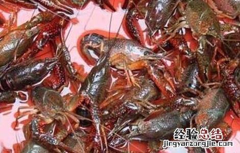 怎么钓龙虾最快 怎么钓龙虾最快又好钓