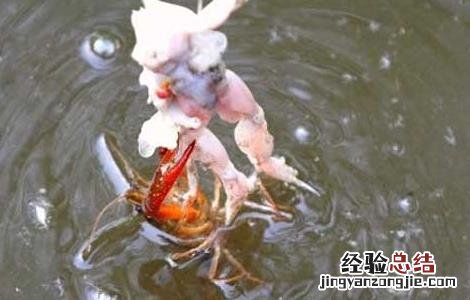 怎么钓龙虾最快 怎么钓龙虾最快又好钓