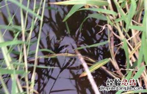 怎么钓龙虾最快 怎么钓龙虾最快又好钓