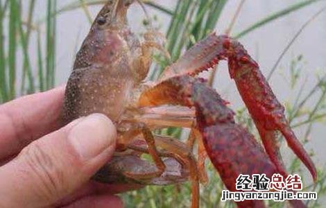 怎么钓龙虾最快 怎么钓龙虾最快又好钓