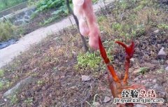 怎么钓龙虾最快 怎么钓龙虾最快又好钓