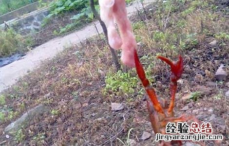 怎么钓龙虾最快 怎么钓龙虾最快又好钓