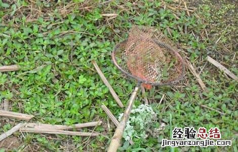 怎么钓龙虾最快 怎么钓龙虾最快又好钓