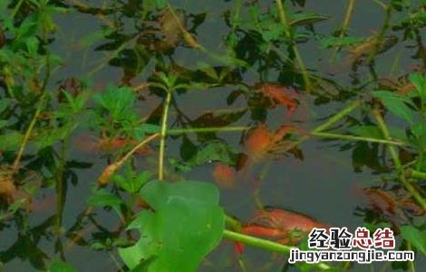养20亩龙虾可赚多少钱一斤 养20亩龙虾可赚多少钱