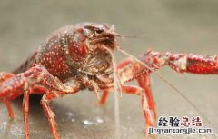 养20亩龙虾可赚多少钱一斤 养20亩龙虾可赚多少钱