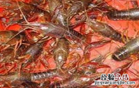 养20亩龙虾可赚多少钱一斤 养20亩龙虾可赚多少钱
