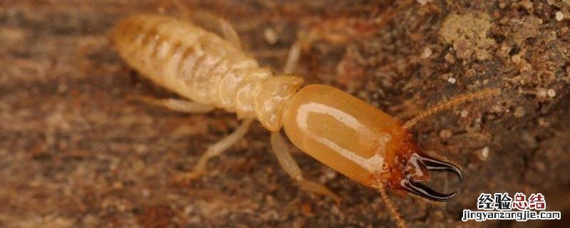 防白蚁的几种木材 防白蚁的木头材料