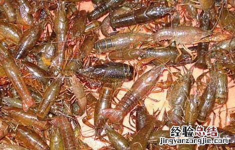 小龙虾烂鳃病防治方法 小龙虾烂鳃病用什么药