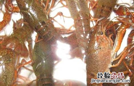 小龙虾烂鳃病防治方法 小龙虾烂鳃病用什么药
