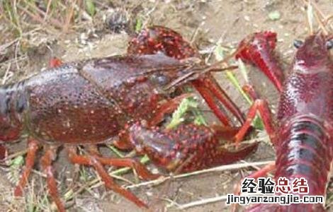 小龙虾烂鳃病防治方法 小龙虾烂鳃病用什么药
