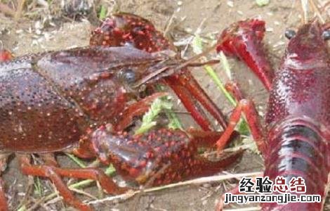 龙虾黑鳃病防治方法 龙虾黑鳃病防治方法有哪些