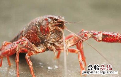 龙虾黑鳃病防治方法 龙虾黑鳃病防治方法有哪些