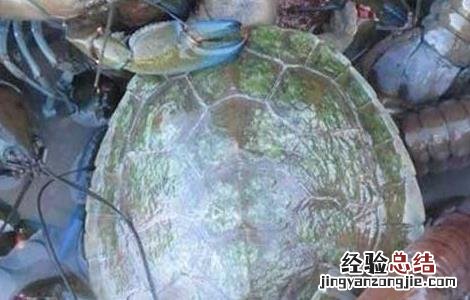 龙虾黑鳃病防治方法 龙虾黑鳃病防治方法有哪些