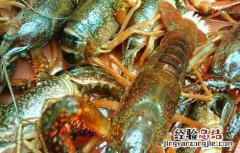 龙虾黑鳃病防治方法 龙虾黑鳃病防治方法有哪些
