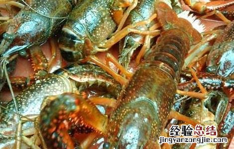 龙虾黑鳃病防治方法 龙虾黑鳃病防治方法有哪些