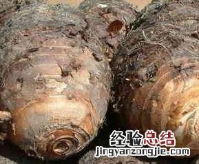 芋头怎么保存 芋头怎么保存时间长