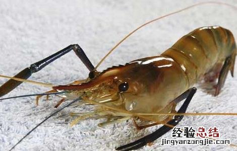 海虾与河虾的区别 海虾跟河虾的区别