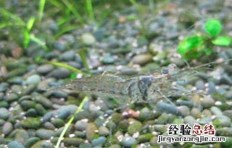河虾吃什么食物 河虾吃什么食物?