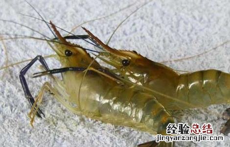 河虾吃什么食物 河虾吃什么食物?