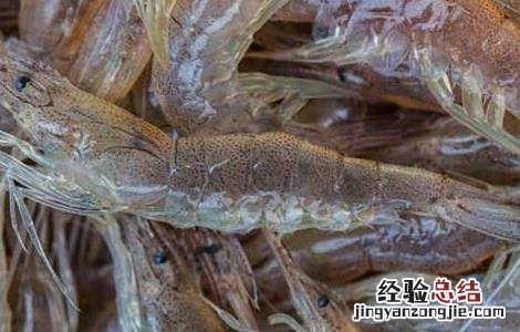 河虾吃什么食物 河虾吃什么食物?
