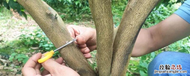 果树环割怎么快速愈合 果树环割最佳时间,附作用和原理