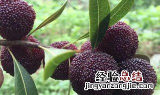 杨梅的传说 杨梅的传说故事