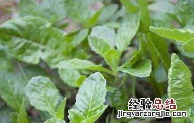白子菜的功效与作用图片 白子菜的功效与作用