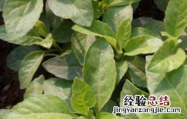 白子菜的功效与作用图片 白子菜的功效与作用