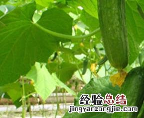 青瓜的营养价值和功效和禁忌 青瓜的营养价值和功效