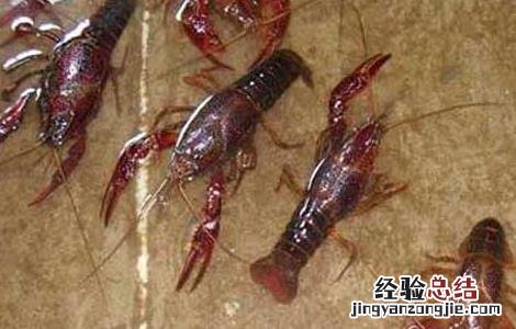 虾不能和什么一起吃 虾不能和什么水果一起吃
