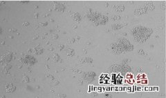 原代培养的特点 原代培养的特点是什么