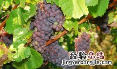 水晶葡萄可以酿酒吗为什么 水晶葡萄可以酿酒吗