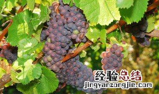 水晶葡萄可以酿酒吗为什么 水晶葡萄可以酿酒吗