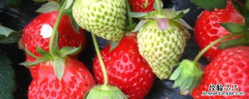 一亩地种什么挣10万,100亩地一年收入多少