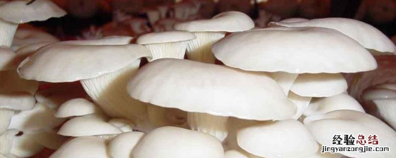 1亩平菇大棚1年的效益,平菇大棚冬天怎样加温