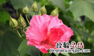 芙蓉花怎么修剪 芙蓉花怎么扦插活得快