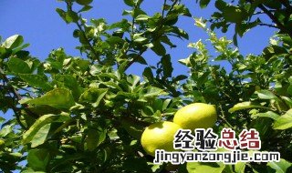 柠檬树什么时候开花什么时候结果 柠檬修剪方法示范图片
