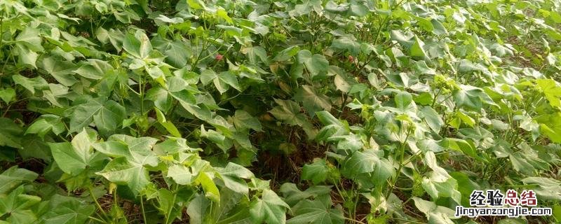 白术种植技术及亩收益，附田间管理方法