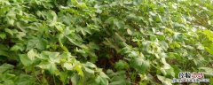 白术种植技术及亩收益，附田间管理方法