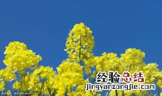 油菜花观察日记400字 看油菜花的日记400字