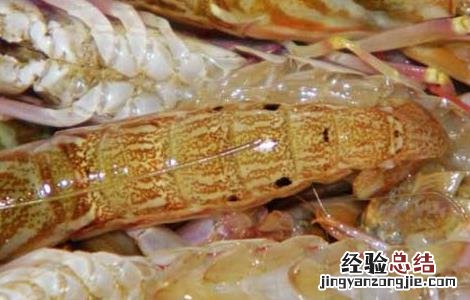 海虾养殖技术 海虾养殖技术视频
