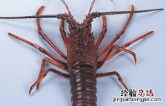 海虾养殖技术 海虾养殖技术视频