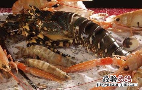 海虾养殖技术 海虾养殖技术视频